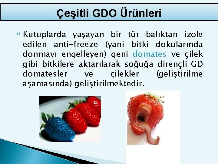 Çeşitli GDO Ürünleri Kutuplarda yaşayan bir tür balıktan izole edilen anti-freeze (yani bitki dokularında