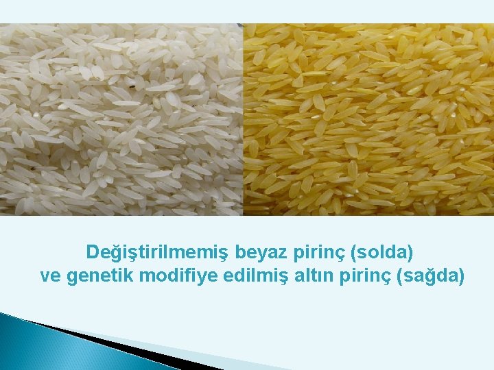 Değiştirilmemiş beyaz pirinç (solda) ve genetik modifiye edilmiş altın pirinç (sağda) 