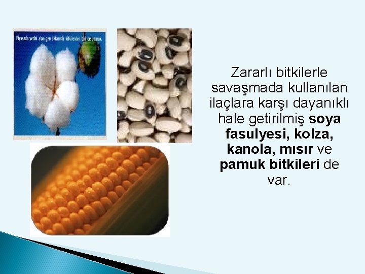 Zararlı bitkilerle savaşmada kullanılan ilaçlara karşı dayanıklı hale getirilmiş soya fasulyesi, kolza, kanola, mısır