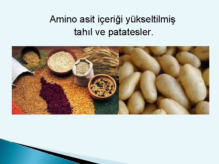 Amino asit içeriği yükseltilmiş tahıl ve patatesler. 