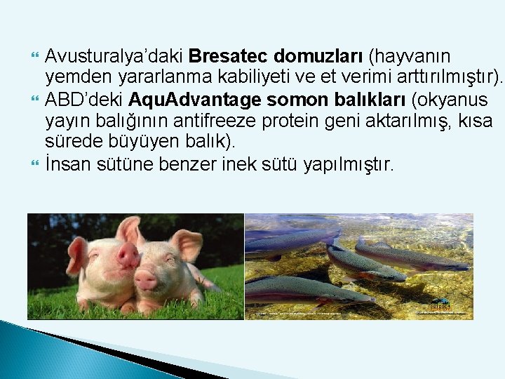  Avusturalya’daki Bresatec domuzları (hayvanın yemden yararlanma kabiliyeti ve et verimi arttırılmıştır). ABD’deki Aqu.