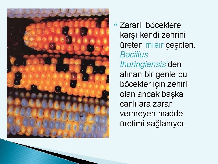  Zararlı böceklere karşı kendi zehrini üreten mısır çeşitleri. Bacillus thuringiensis’den alınan bir genle
