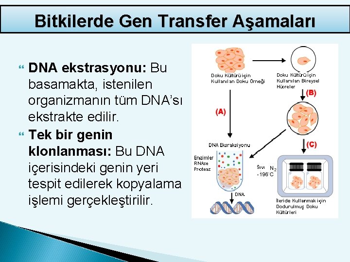 Bitkilerde Gen Transfer Aşamaları DNA ekstrasyonu: Bu basamakta, istenilen organizmanın tüm DNA’sı ekstrakte edilir.