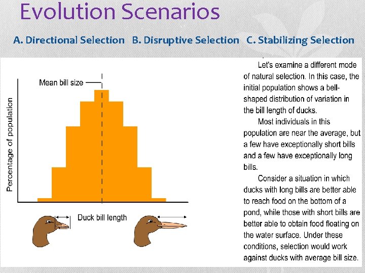 Evolution Scenarios A. Directional Selection B. Disruptive Selection C. Stabilizing Selection 