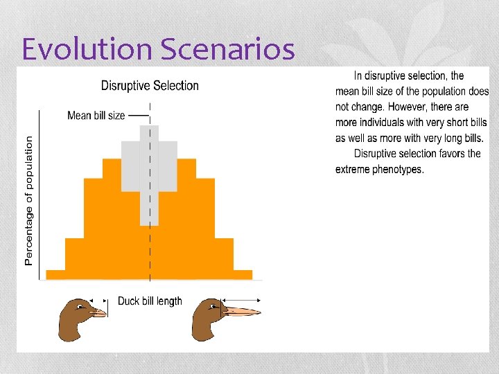 Evolution Scenarios 