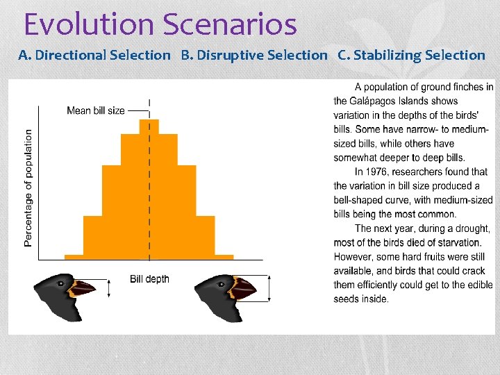 Evolution Scenarios A. Directional Selection B. Disruptive Selection C. Stabilizing Selection 