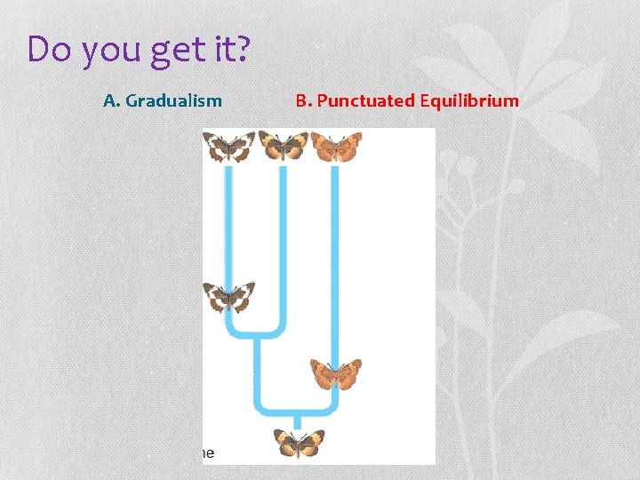 Do you get it? A. Gradualism B. Punctuated Equilibrium 