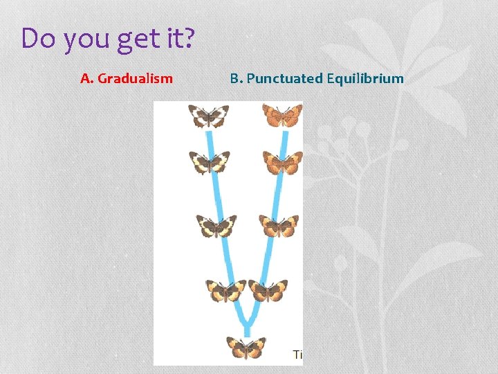 Do you get it? A. Gradualism B. Punctuated Equilibrium 