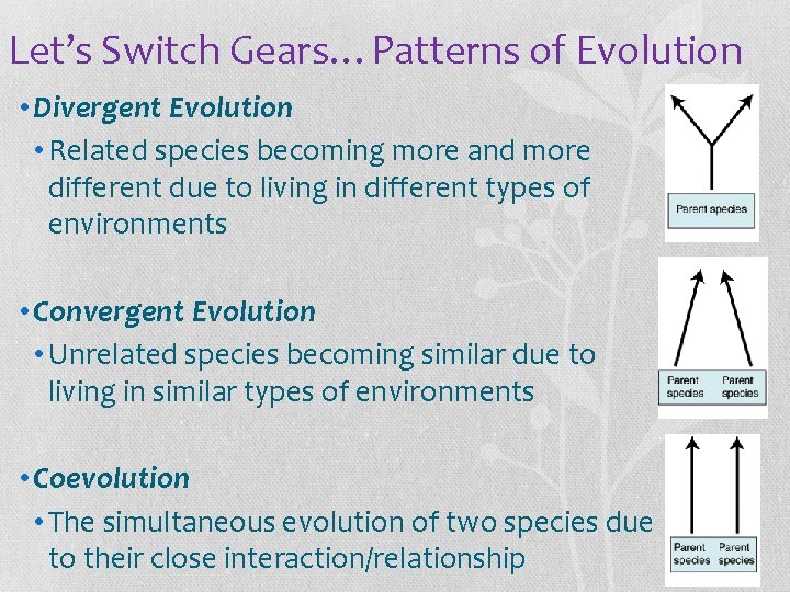 Let’s Switch Gears…Patterns of Evolution • Divergent Evolution • Related species becoming more and
