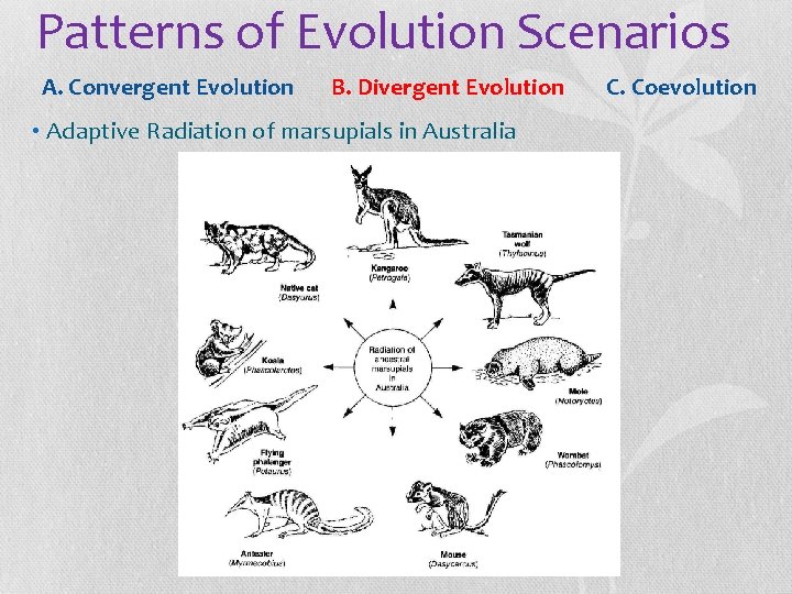 Patterns of Evolution Scenarios A. Convergent Evolution B. Divergent Evolution • Adaptive Radiation of