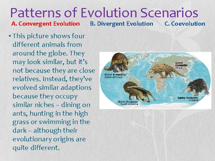 Patterns of Evolution Scenarios A. Convergent Evolution B. Divergent Evolution • This picture shows