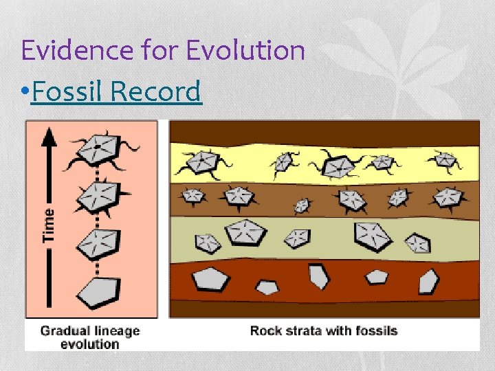 Evidence for Evolution • Fossil Record 