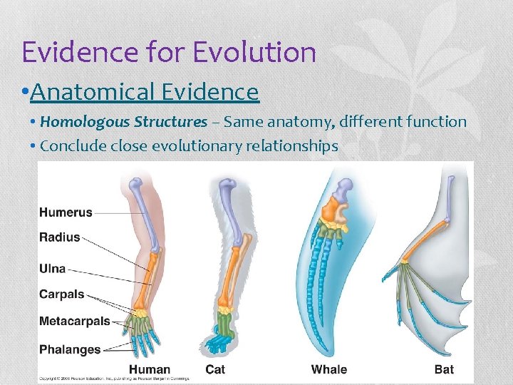 Evidence for Evolution • Anatomical Evidence • Homologous Structures – Same anatomy, different function