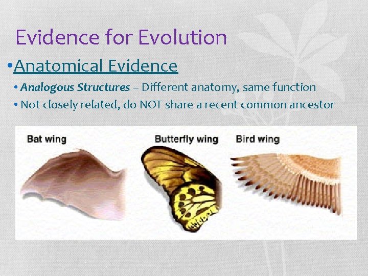 Evidence for Evolution • Anatomical Evidence • Analogous Structures – Different anatomy, same function