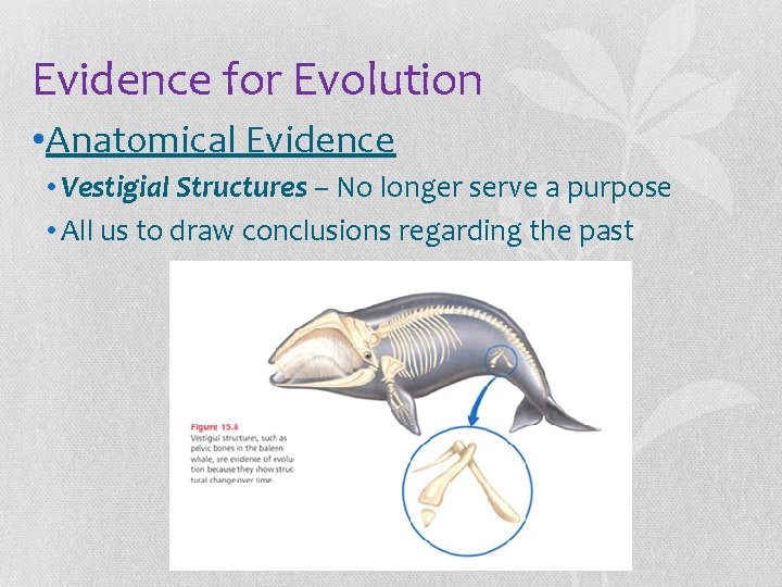 Evidence for Evolution • Anatomical Evidence • Vestigial Structures – No longer serve a