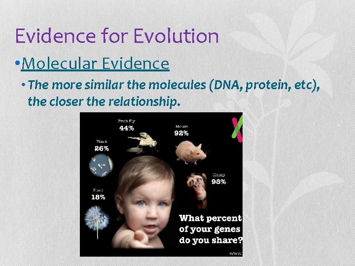 Evidence for Evolution • Molecular Evidence • The more similar the molecules (DNA, protein,