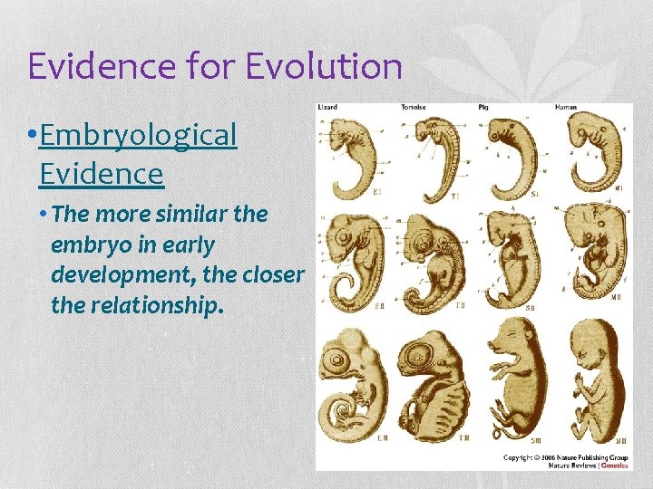 Evidence for Evolution • Embryological Evidence • The more similar the embryo in early