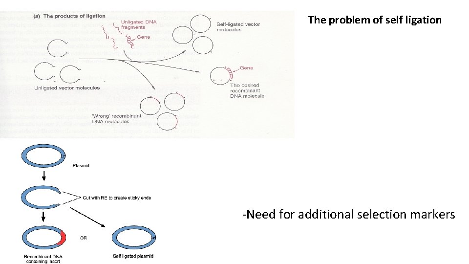 The problem of self ligation -Need for additional selection markers 
