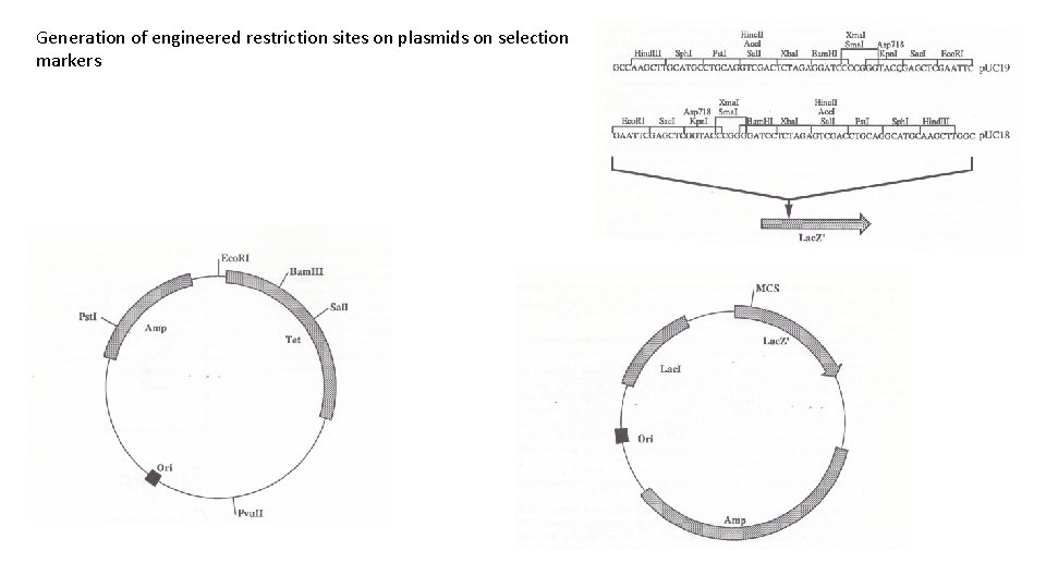 Generation of engineered restriction sites on plasmids on selection markers 