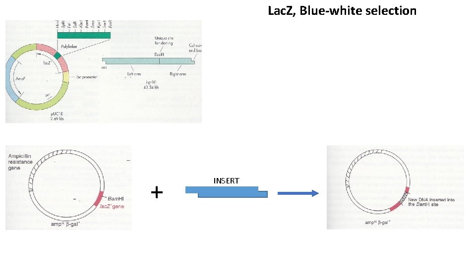 Lac. Z, Blue-white selection + INSERT 