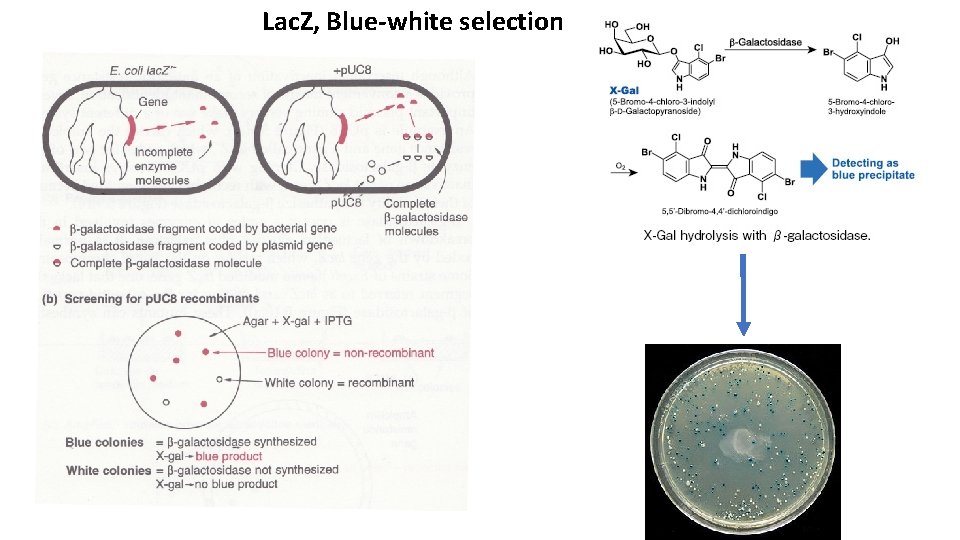 Lac. Z, Blue-white selection 