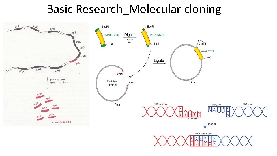 Basic Research_Molecular cloning 