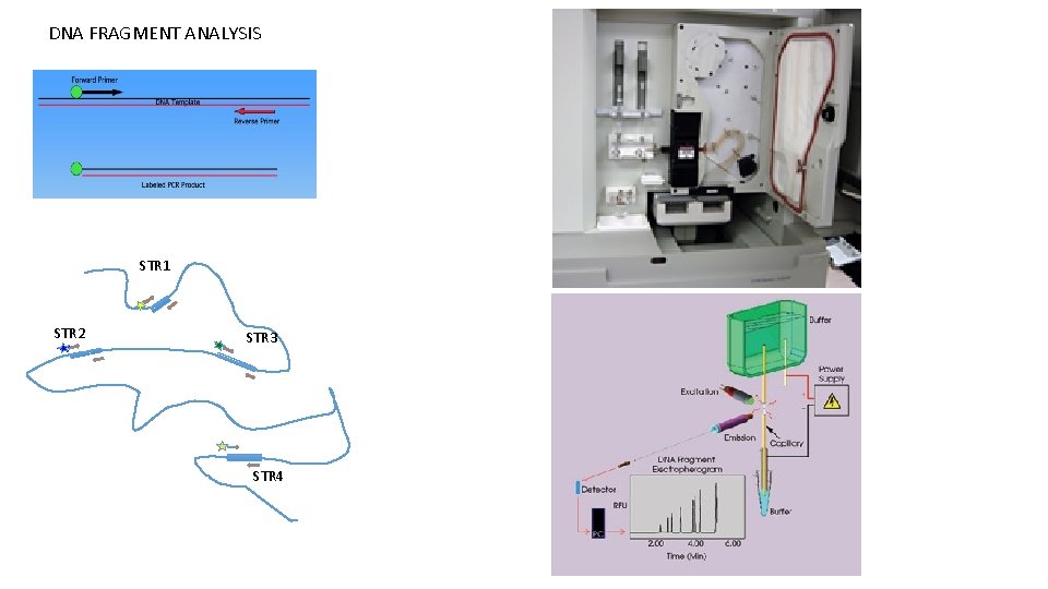 DNA FRAGMENT ANALYSIS STR 1 STR 2 STR 3 STR 4 