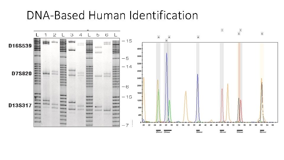 DNA-Based Human Identification 