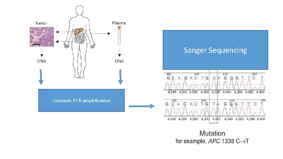 Sanger Sequencing Genomic PCR amplification 