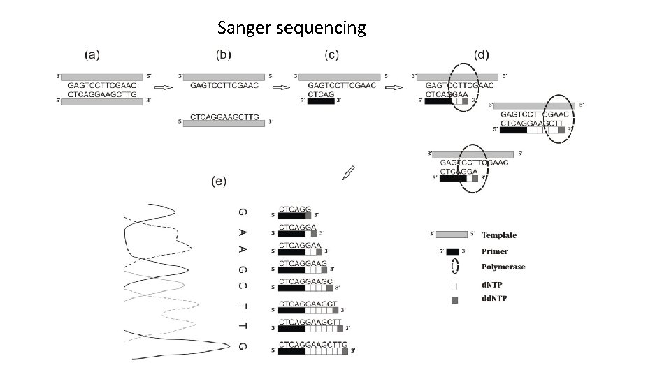 Sanger sequencing 