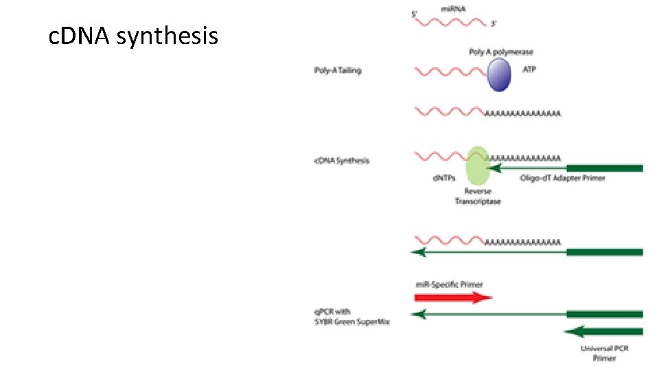 c. DNA synthesis 