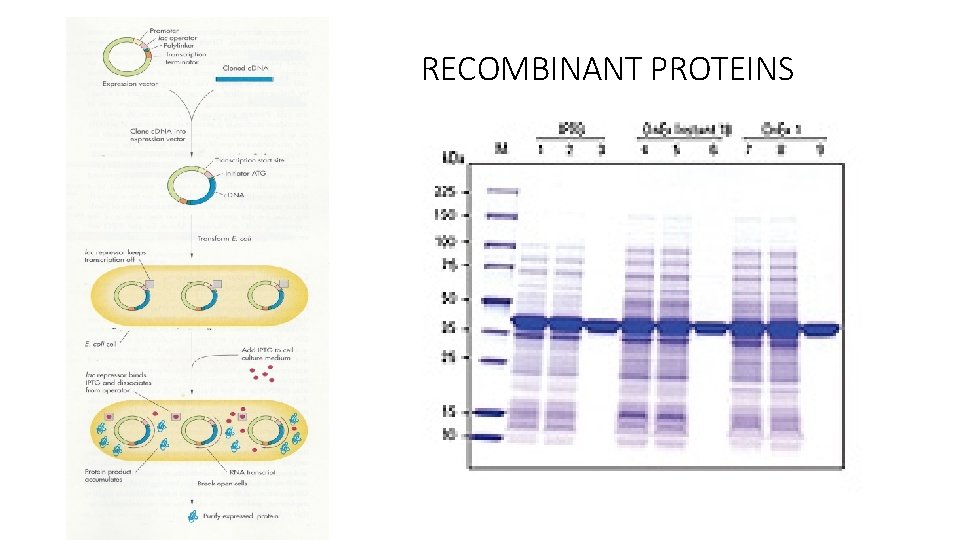 RECOMBINANT PROTEINS 
