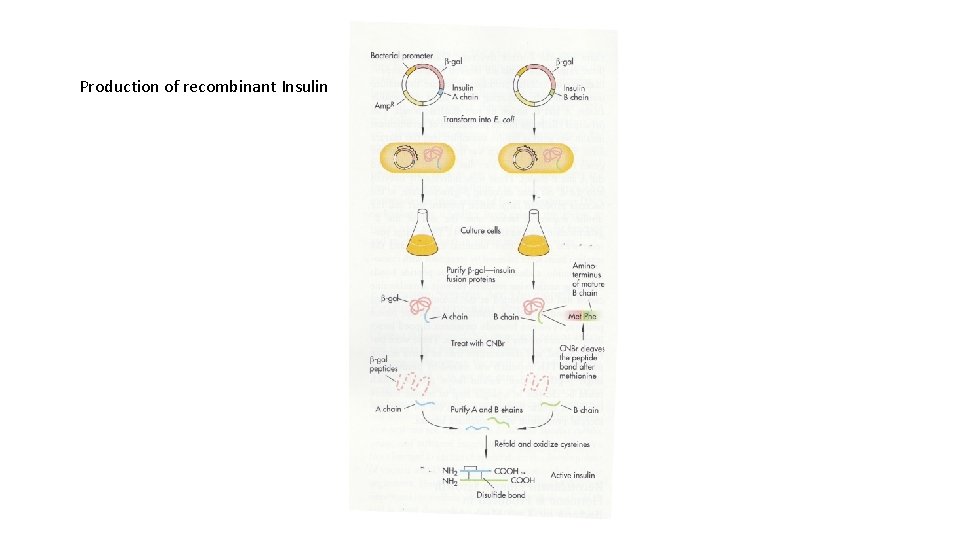 Production of recombinant Insulin 