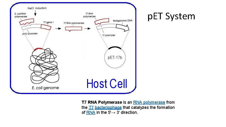 p. ET System T 7 RNA Polymerase is an RNA polymerase from the T