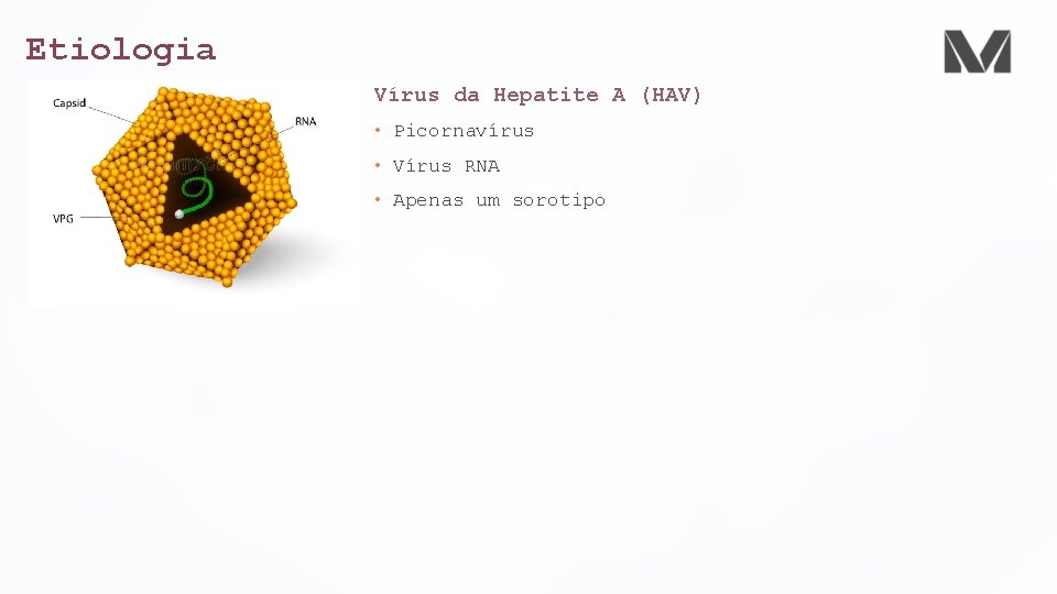 Etiologia Vírus da Hepatite A (HAV) • Picornavírus • Vírus RNA • Apenas um