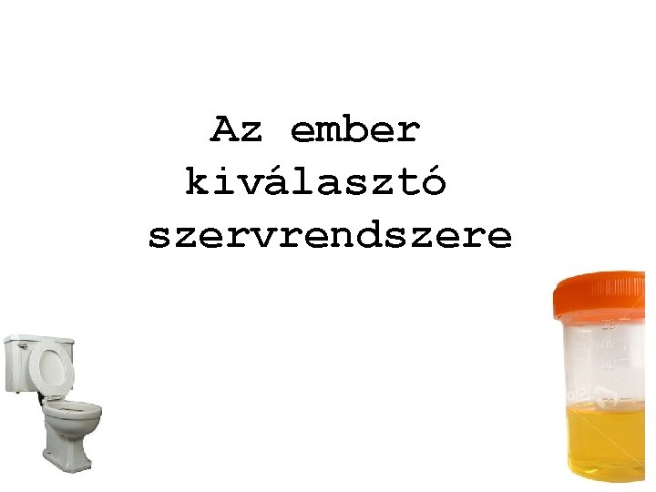 Az ember kiválasztó szervrendszere 