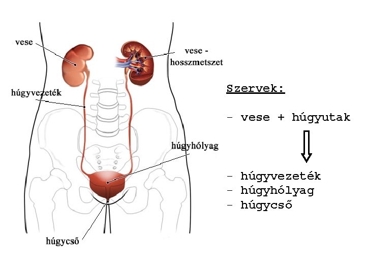Prosztata dülmirigy (prostata)