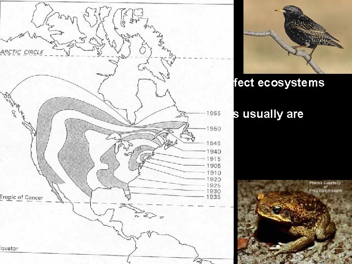 I. Exotic Species • Species invasions may affect ecosystems profoundly Detrimental exotic species usually