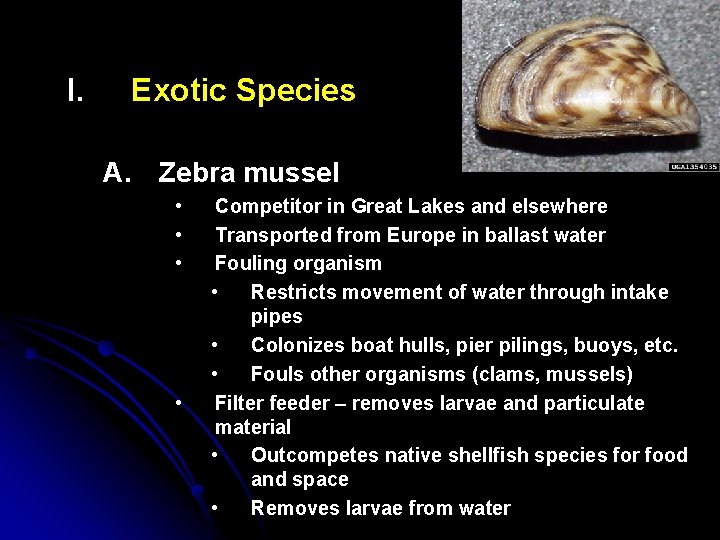 I. Exotic Species A. Zebra mussel • • Competitor in Great Lakes and elsewhere