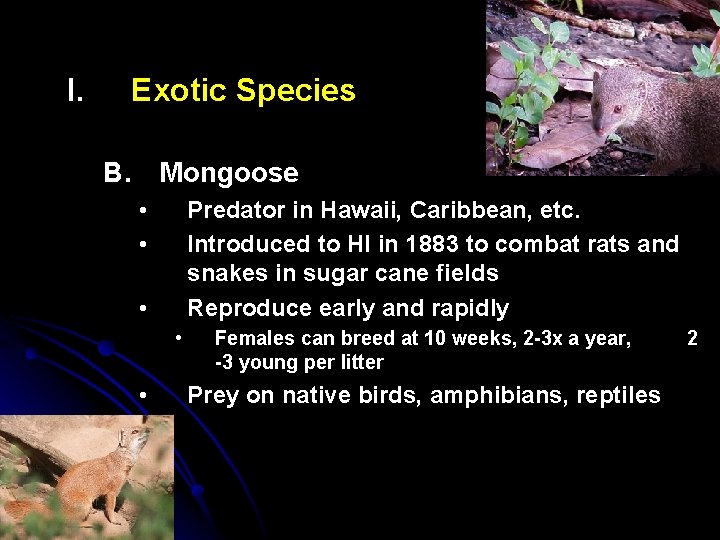 I. Exotic Species B. Mongoose • • Predator in Hawaii, Caribbean, etc. Introduced to