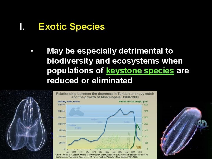 I. Exotic Species • May be especially detrimental to biodiversity and ecosystems when populations