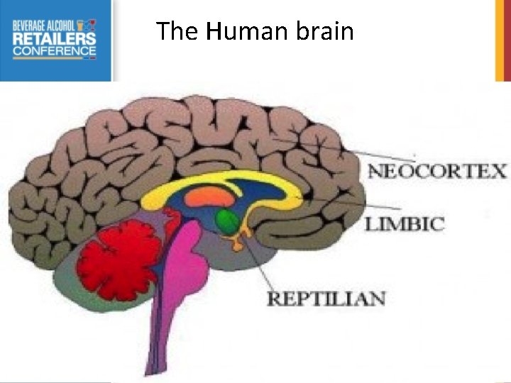 The Human brain 