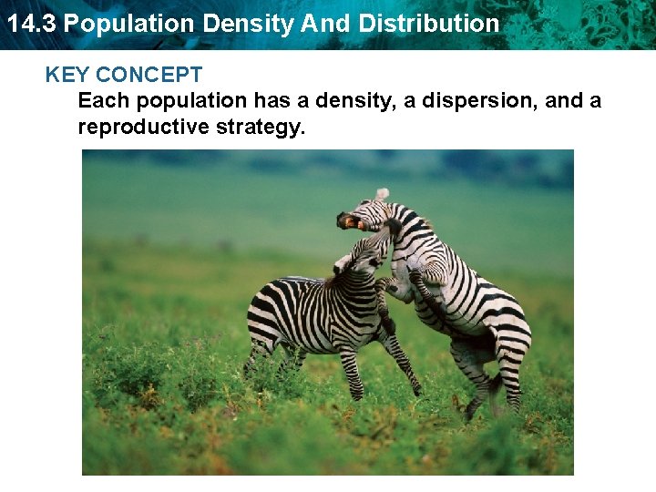 14. 3 Population Density And Distribution KEY CONCEPT Each population has a density, a