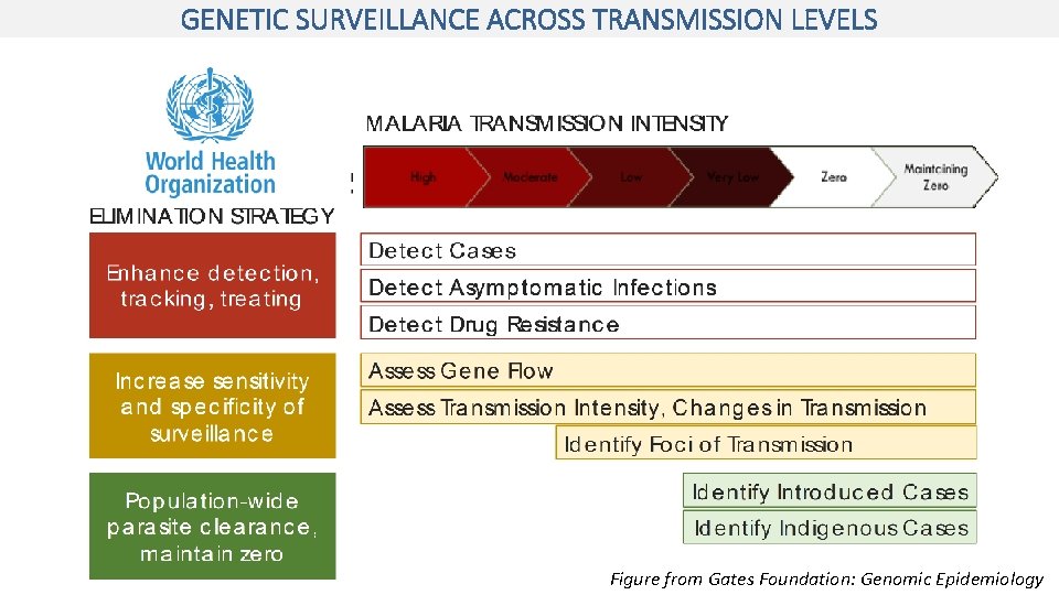 GENETIC SURVEILLANCE ACROSS TRANSMISSION LEVELS Figure from Gates Foundation: Genomic Epidemiology 