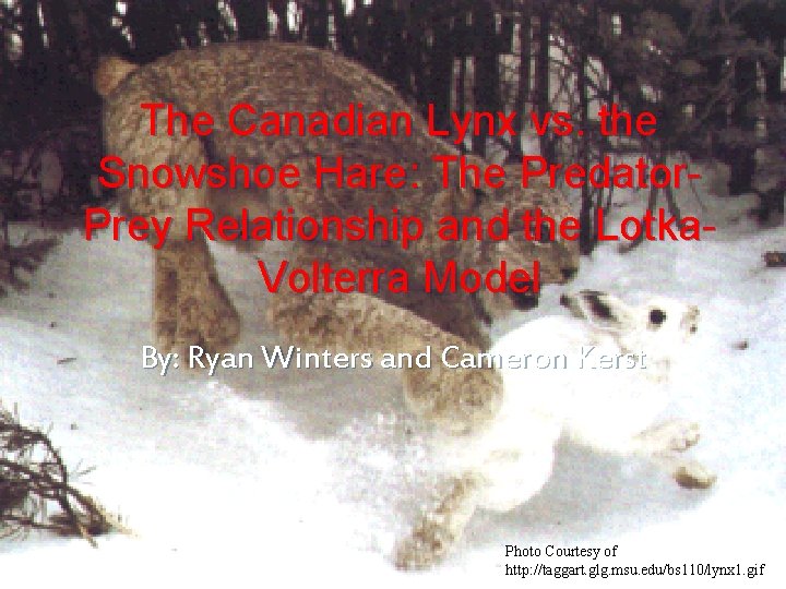 The Canadian Lynx vs. the Snowshoe Hare: The Predator. Prey Relationship and the Lotka.