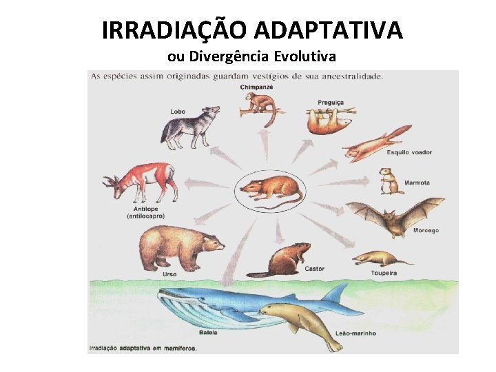 IRRADIAÇÃO ADAPTATIVA ou Divergência Evolutiva 