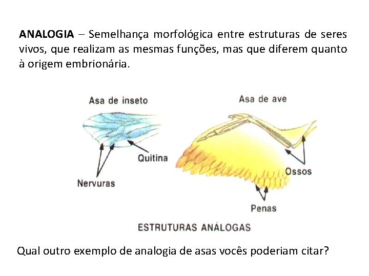 ANALOGIA – Semelhança morfológica entre estruturas de seres vivos, que realizam as mesmas funções,