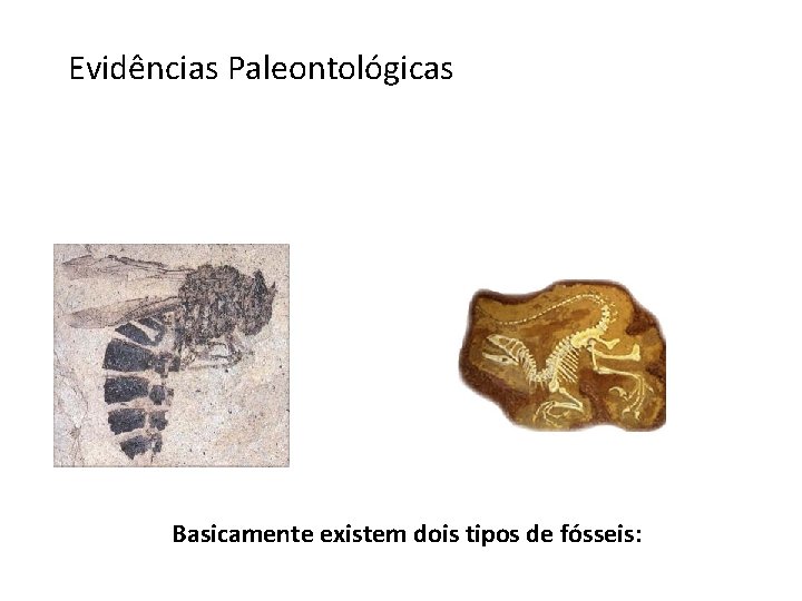 Evidências Paleontológicas Fósseis: “retratos” de espécies que habitaram o planeta no passado. Basicamente existem
