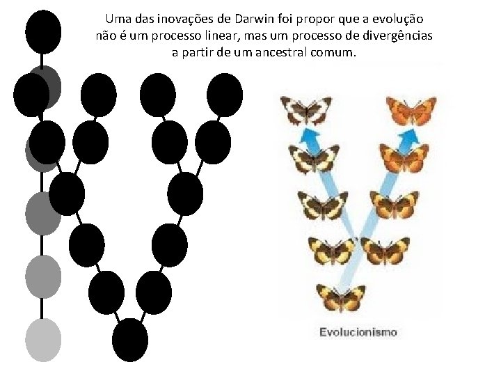 Uma das inovações de Darwin foi propor que a evolução não é um processo