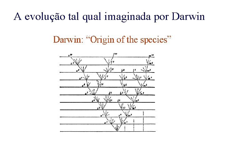 A evolução tal qual imaginada por Darwin 